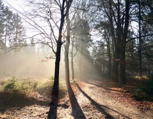 zonlicht door de bomen in het bos