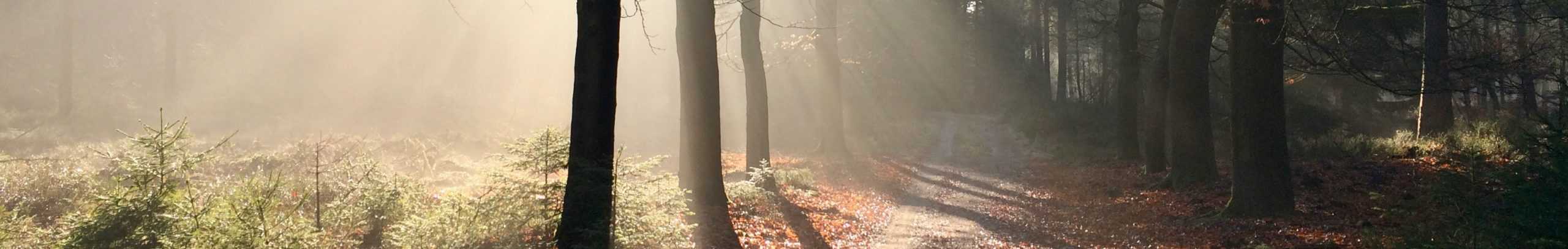 natuurretraite zonlicht in bos