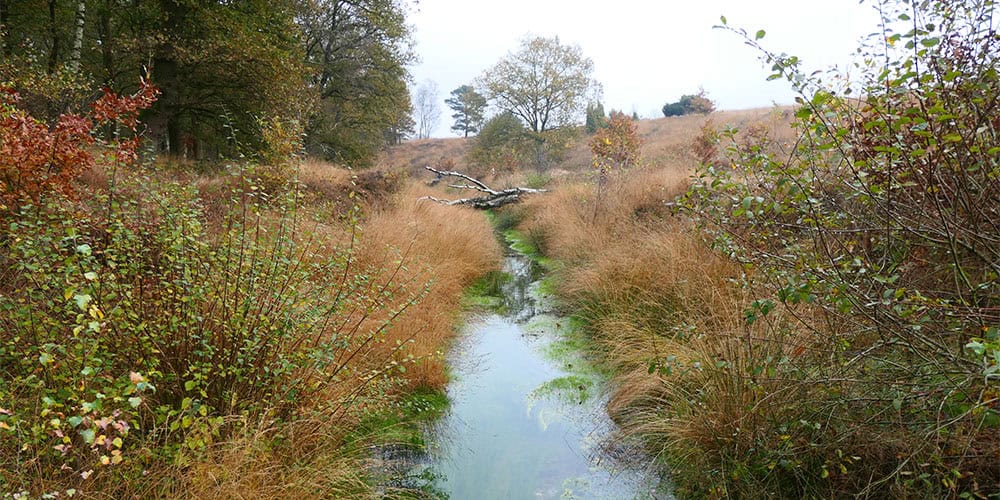 prachtige natuur in het Renkums Beekdal